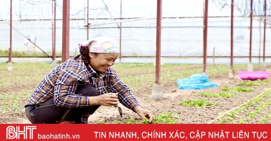 Luu Vinh Son flower village is busy during Tet season