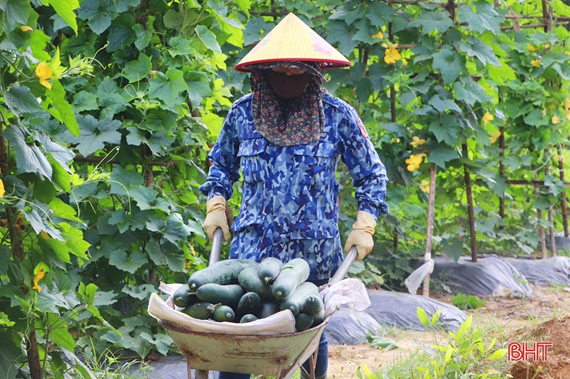 Độc lạ Vũ Quang: Trồng bí xanh hữu cơ trên đất đồi cho hiệu quả cao