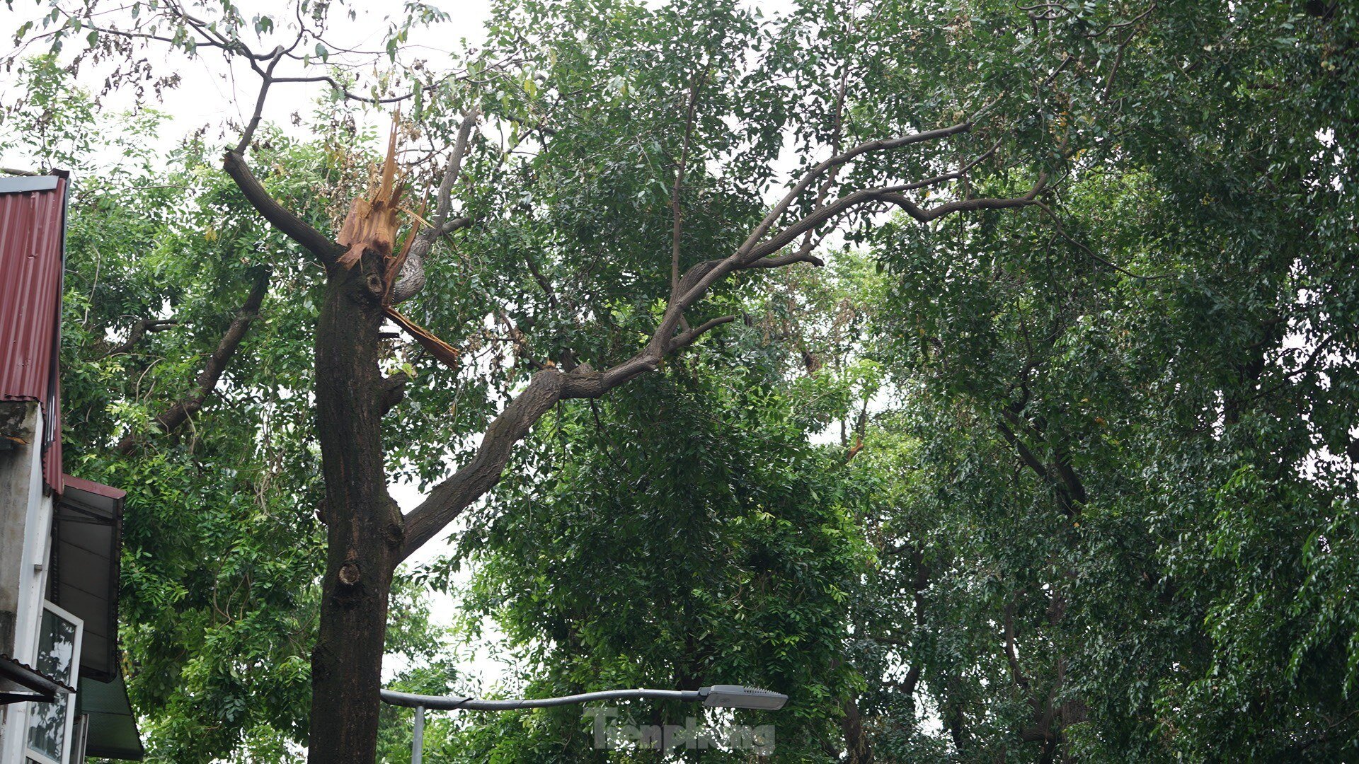 After cleaning up fallen trees, Hanoi begins to rebuild green space photo 1