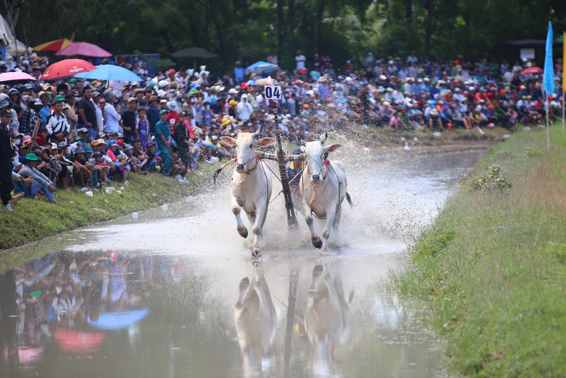 Compétition palpitante de courses de taureaux à That Son à An Giang photo 6