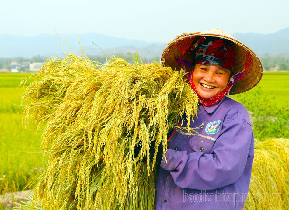 Cánh đồng Mường Thanh vào mùa gặt