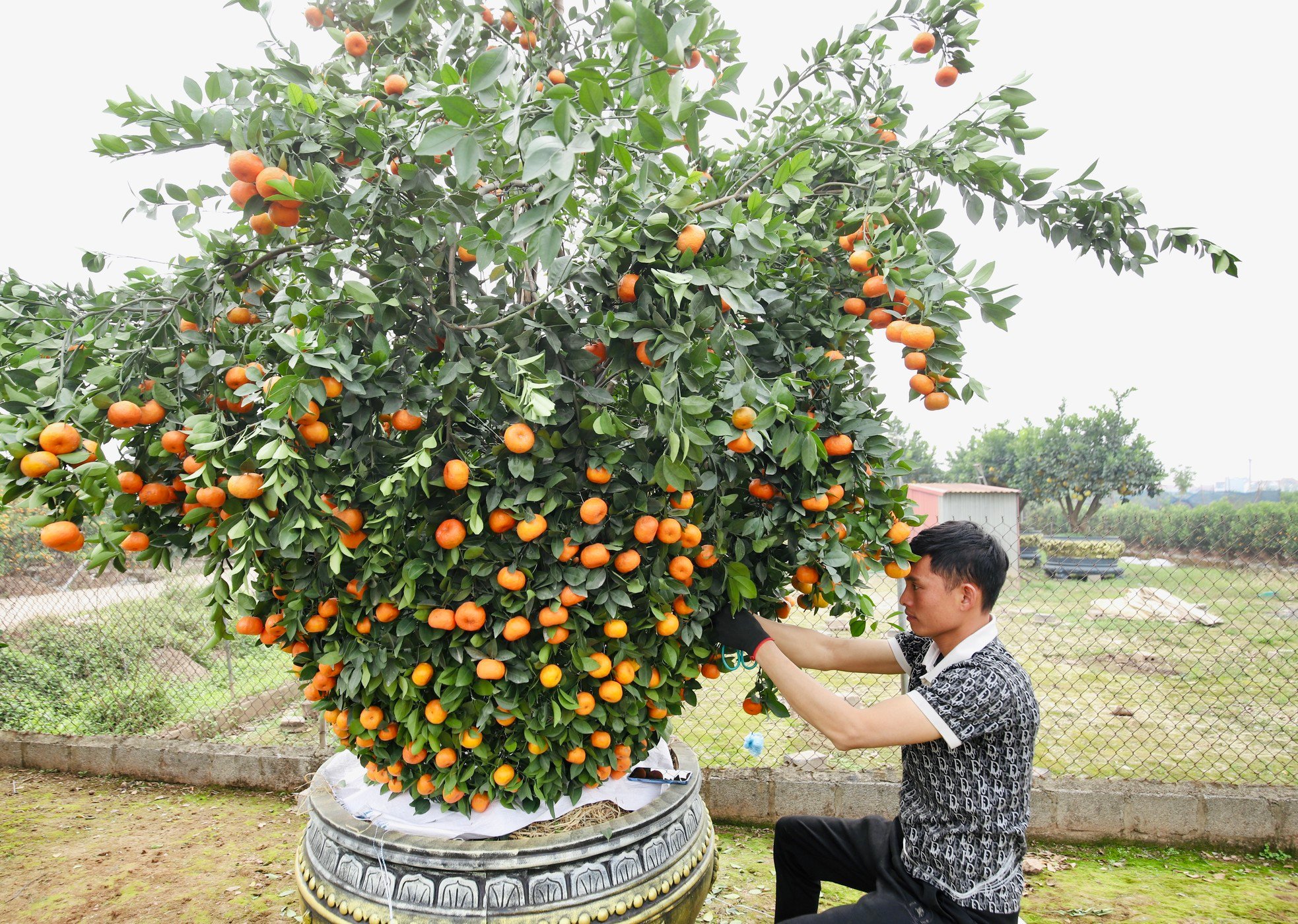 ก่อนเทศกาลตรุษจีน ส้ม ‘แจกันนำโชค’ ยักษ์ มูลค่าหลายสิบล้านดอง ขายหมดแล้ว ภาพที่ 7