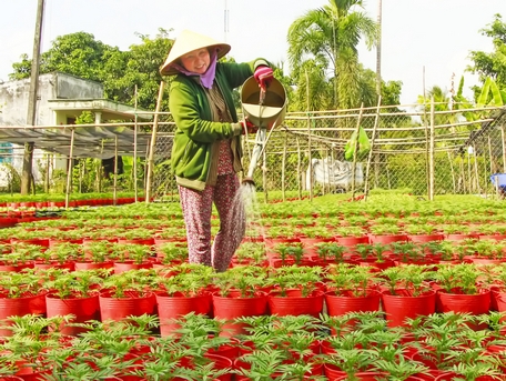 Farmers actively take care of Tet flowers, hoping to have a 