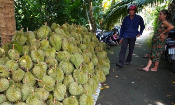 Trung Quốc cảnh báo với sầu riêng, mít Việt