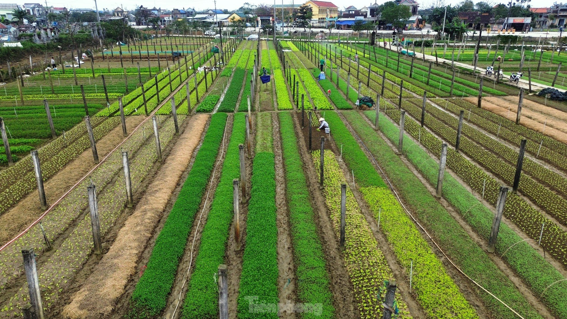 Bay trên những cánh đồng rau xanh mướt ảnh 12