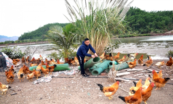 "Thay da đổi thịt" cho gà Tiên Yên