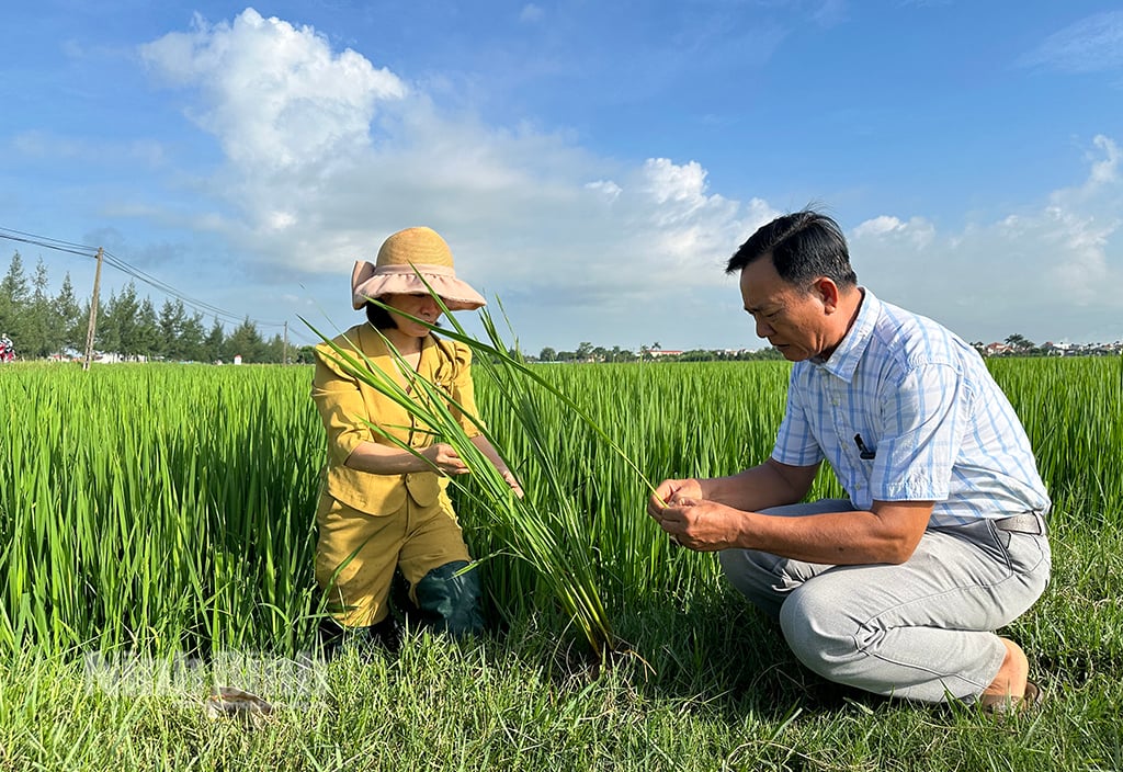 เสริมสร้างการติดตามและควบคุมศัตรูพืชในนาข้าวช่วงฤดูร้อน-ฤดูใบไม้ร่วง