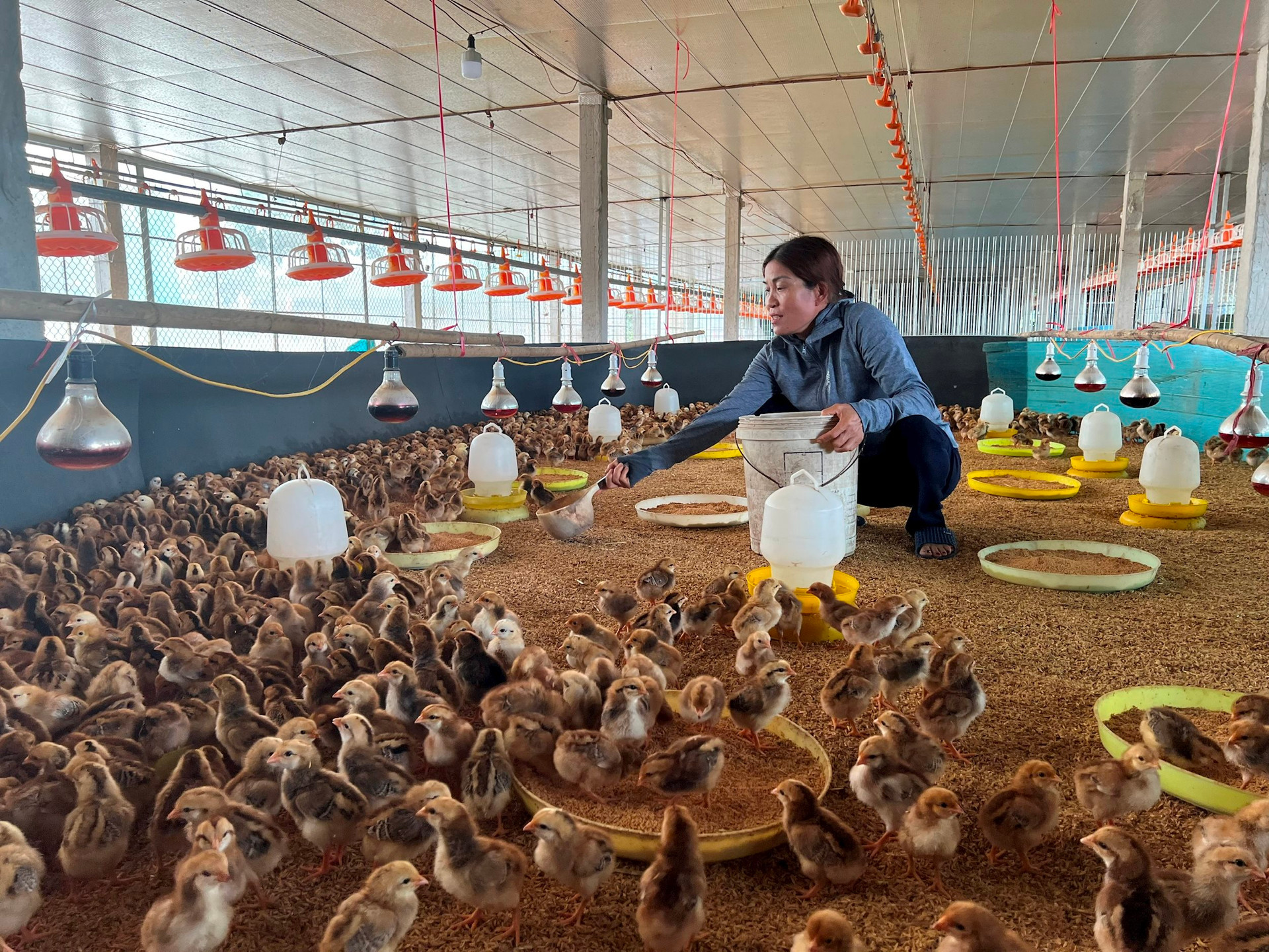 Chị Chuyên chăn nuôi hiệu quả nhờ an toàn vệ sinh chuồng trại