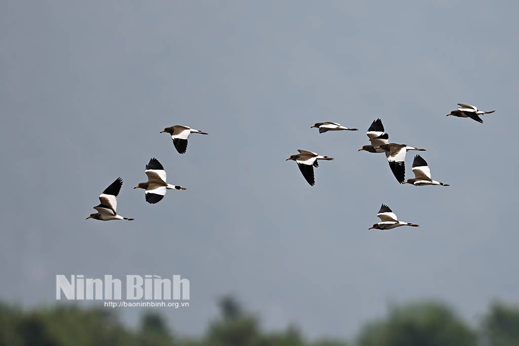 Ninh Binh natural motifs on each pair of wings