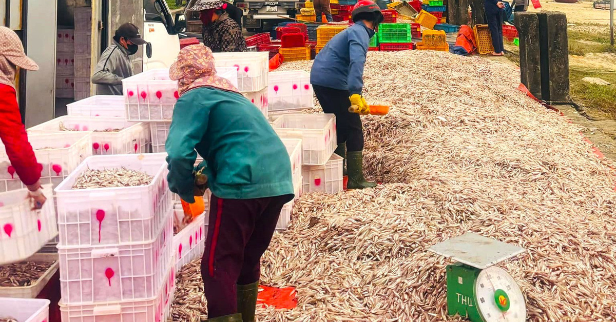 Fishermen hit it big with 100 tons of anchovies on the day the Kitchen Gods go to heaven