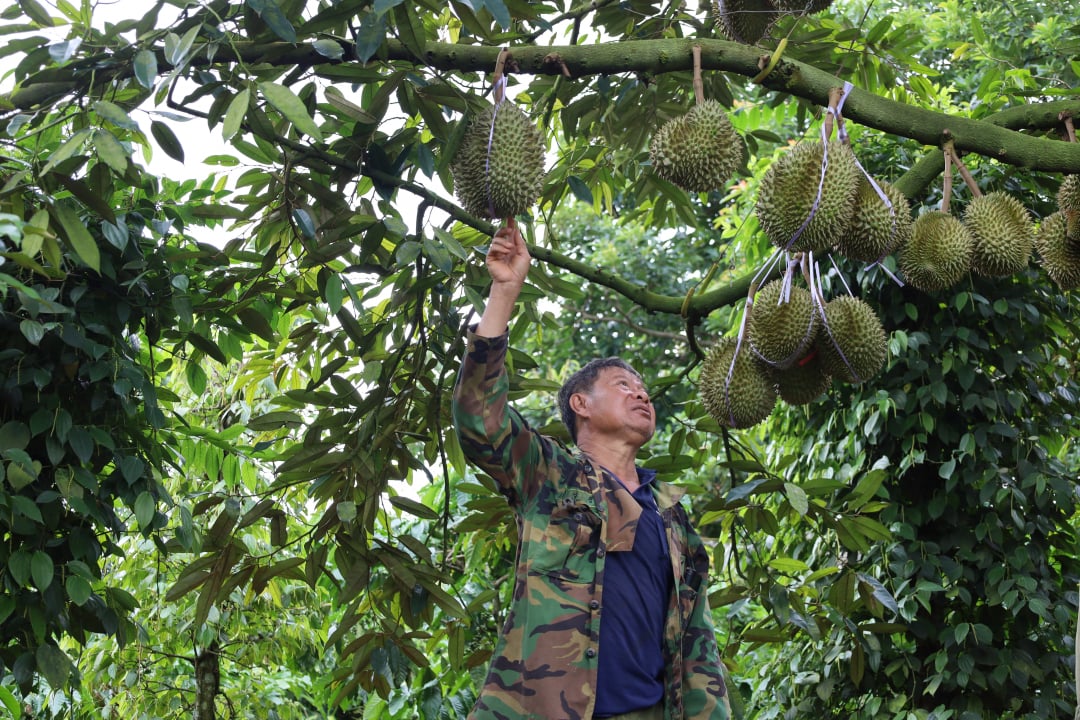 Giá sầu riêng tăng cao đột biến: Lợi bất cập hại