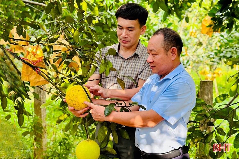 Sản lượng bưởi Phúc Trạch ước đạt trên 21 nghìn tấn