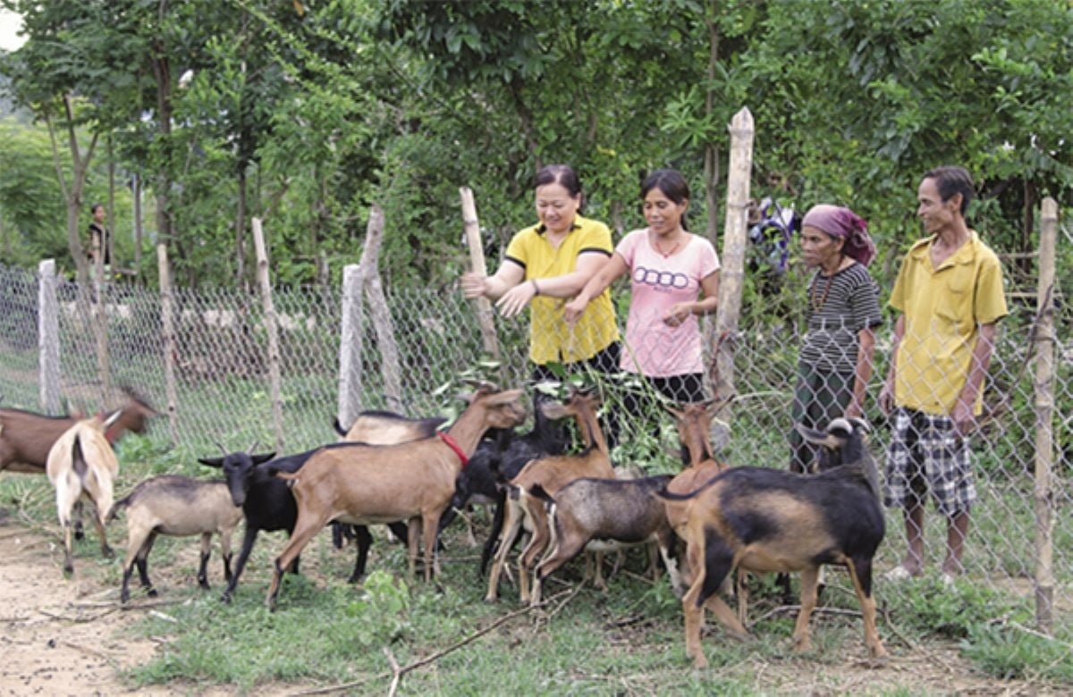 Mô hình nuôi dê sinh sản nhóm hộ gia đình của đồng bào Bru Vân Kiều ở xã Mò Ó, huyện Đakrông phát triển tốt