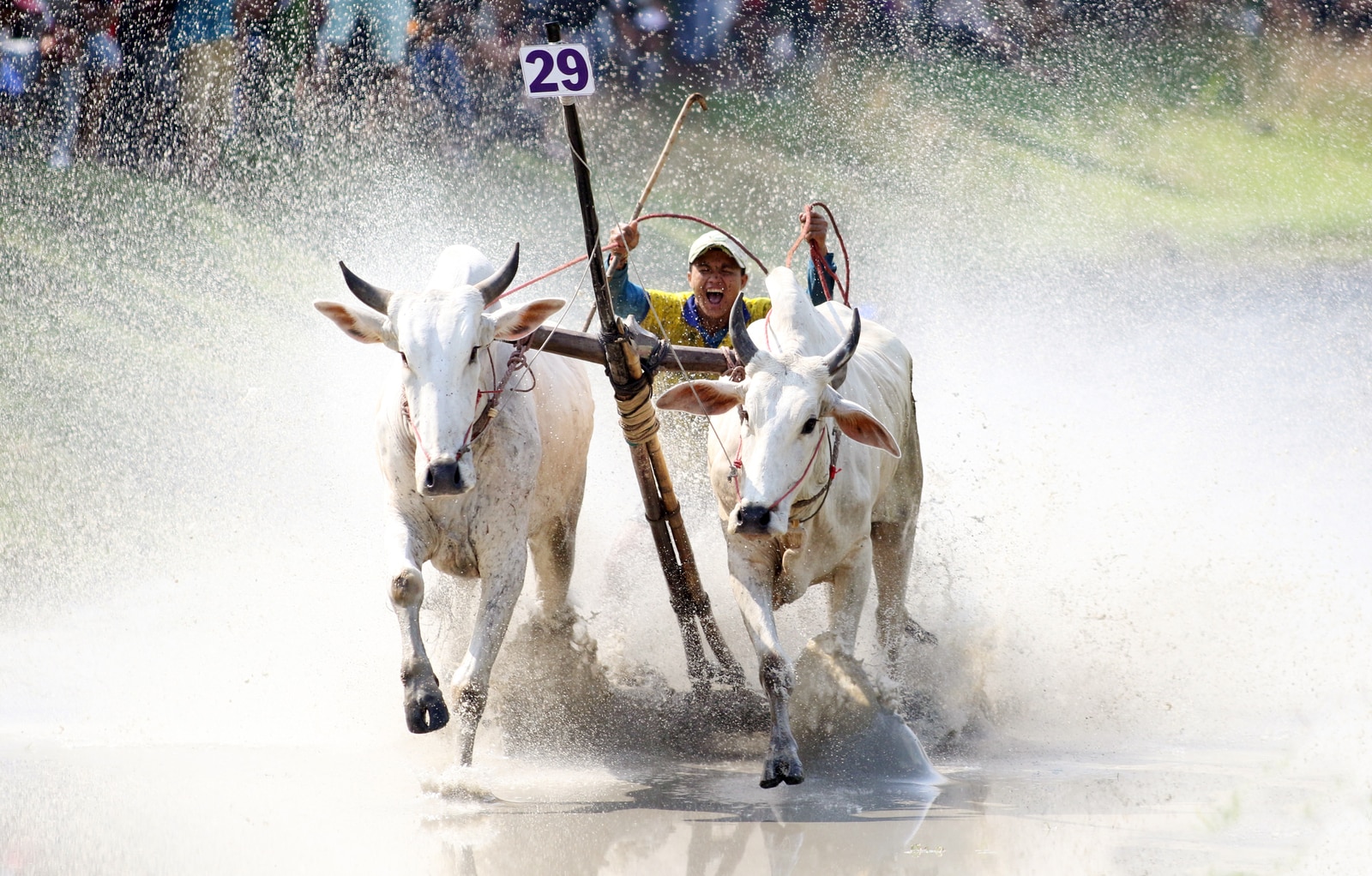 Seven Mountains Bull Racing - Vietnam.vn