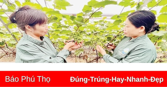 Đổi mới mạnh mẽ hình thức tổ chức sản xuất