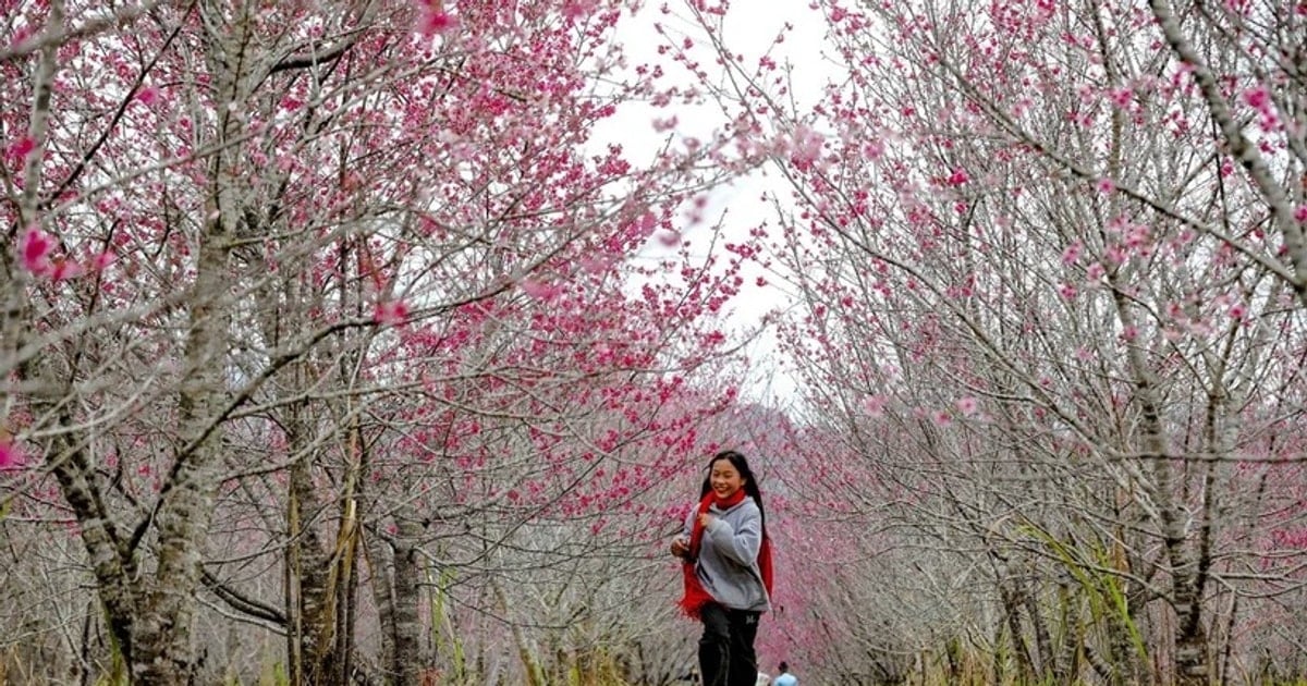 Cherry Blossom Festival