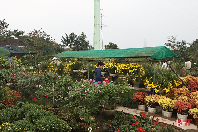 ハティン省で旧正月の花と観賞植物の市場を開設