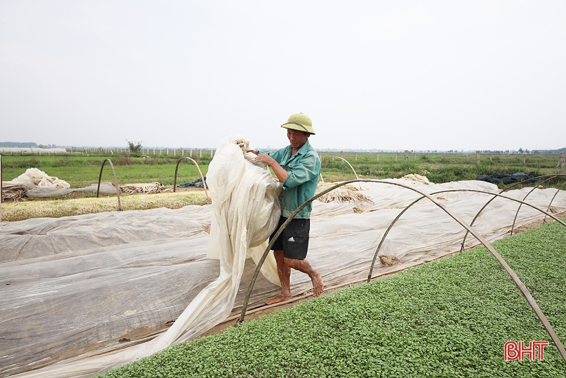 Profitant du temps sec, les agriculteurs de Ha Tinh restent dans leurs champs pour produire la récolte d'hiver.