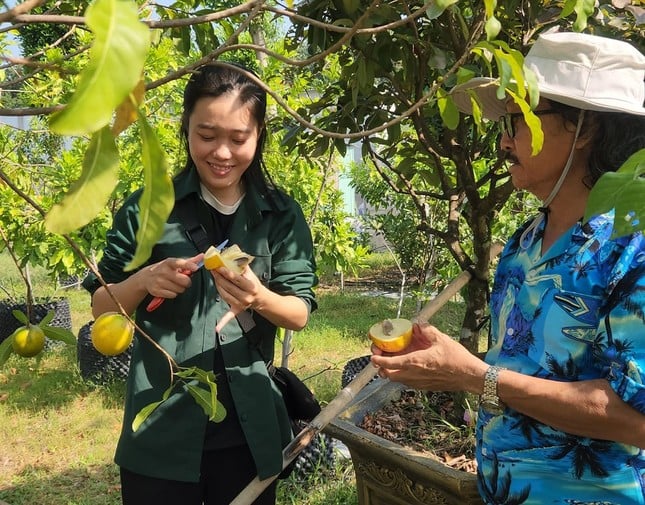 Close-up kebun buah 'unik' di Binh Duong foto 2