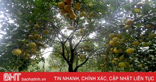 Ngắm những cây cam “siêu quả” ở Hà Tĩnh