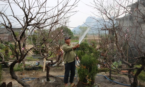 Du 15 au 28 janvier aura lieu la Van Don Peach Blossom Fair 2025.