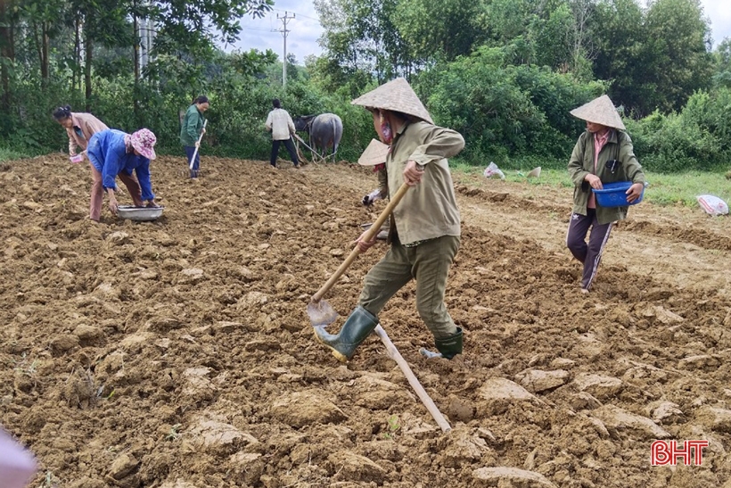 Los agricultores de Ha Tinh recuperan rápidamente la producción de cultivos de invierno