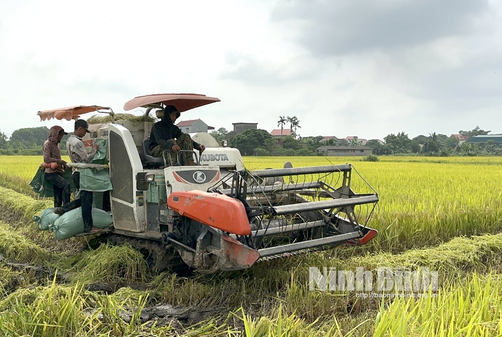 Nông dân Yên Mô rộn ràng thu hoạch lúa Đông xuân