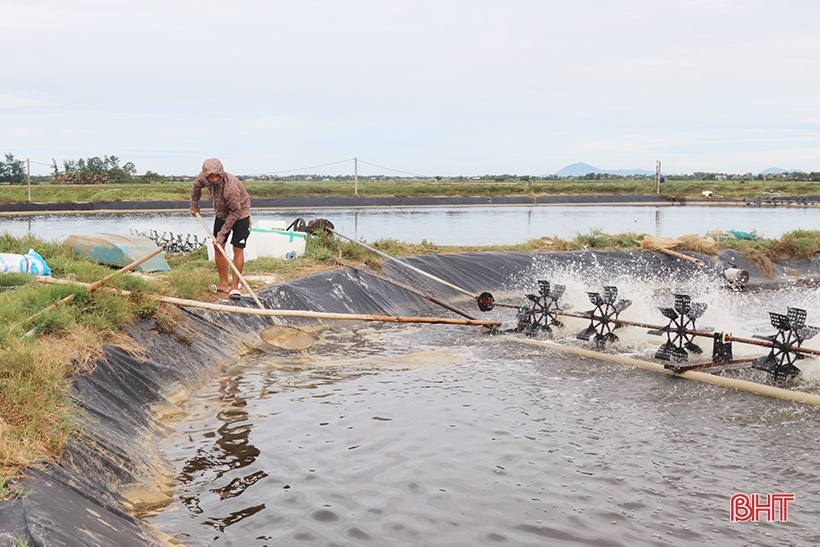 ការរំពឹងទុកពីគំរូកសិកម្ម pomfret ពណ៌សលឿង