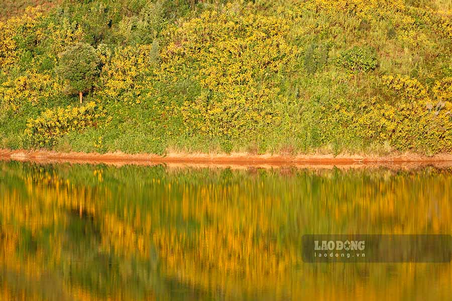 The brilliant yellow color of the flowers reflects on the bottom of Nam Khau Hu Lake.