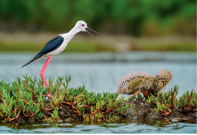 La belleza de la naturaleza a través de la exposición fotográfica de aves y animales salvajes vietnamitas 2024 foto 6