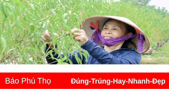 Người dân tất bật tuốt lá đào chuẩn bị cho vụ Tết Nguyên Đán 2025