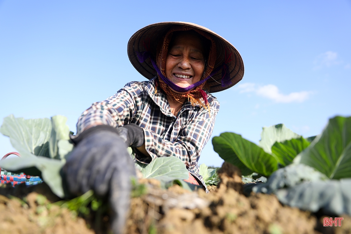 Vegetable farmers in Ky Anh town expect a good harvest and good price for Tet