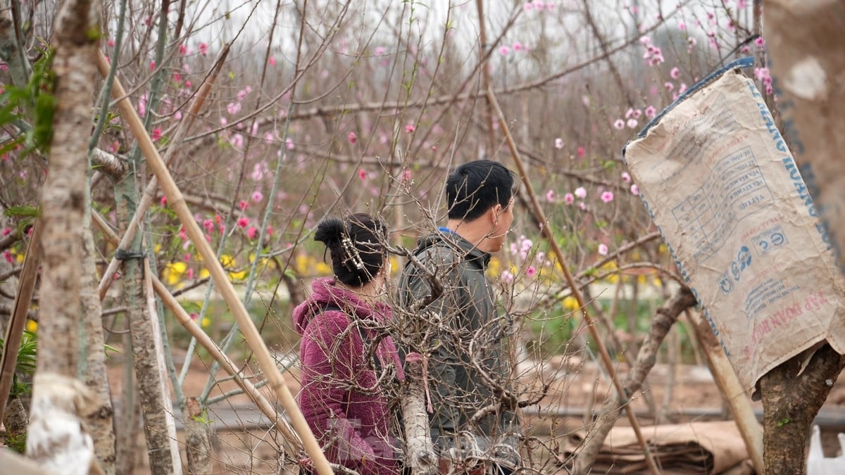 Hanoi: Las flores de durazno de Nhat Tan aumentan drásticamente de precio, incluso con millones de dongs, todavía es difícil comprarlas. Foto 9