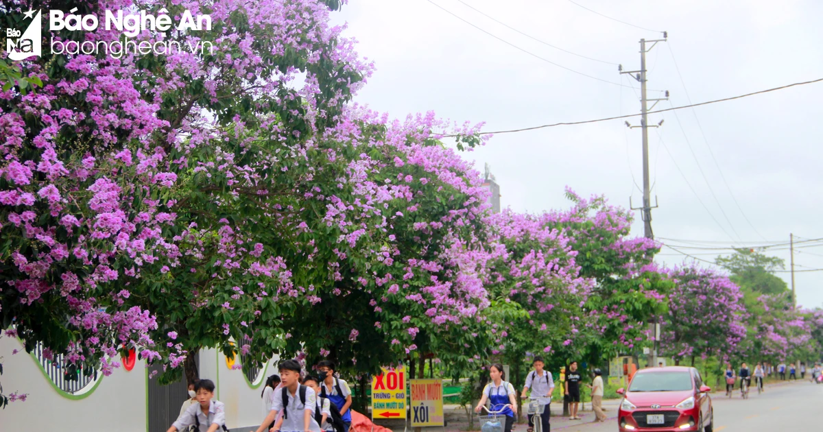 Dreamy purple roads in the heart of Vinh city