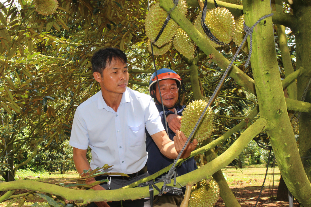 Sầu riêng