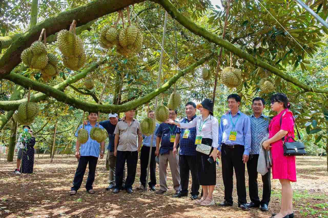 นักท่องเที่ยวเข้าร่วมงานเทศกาลทุเรียนครั้งแรก ภาพโดย: โง มินห์ ฟอง