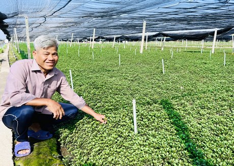 Vườn rau xanh mướt theo chuẩn VietGAP của nông dân Thuận An.