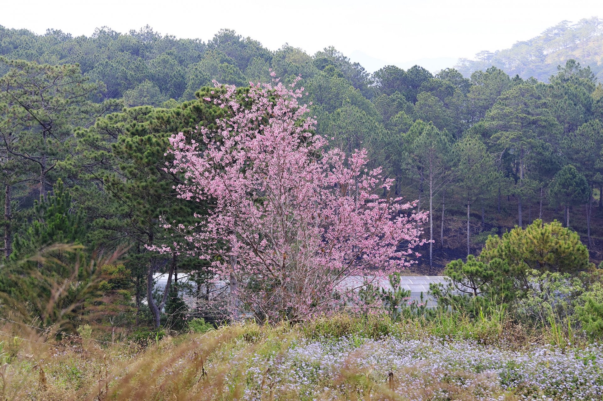 នៅកណ្តាលទីក្រុង Da Lat ក៏មានដើមផ្កា cherry មួយចំនួនកំពុងរីកដុះដាលផងដែរ។ តាម​ការ​ទស្សន៍ទាយ​ថា នៅ​ថ្ងៃ​បុណ្យ​ចូល​ឆ្នាំ ផ្កា​សាគូរ៉ា​នៅ​កណ្តាល​ក្រុង​នឹង​រីក​រីក​រាយ​ជា​មួយ​នឹង​ភ្ញៀវ​ទេសចរ។