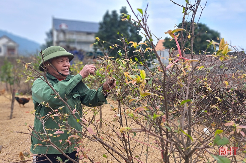 Admirando el jardín de albaricoques amarillos se espera ganar casi 500 millones de dongs del viejo agricultor Nghi Xuan