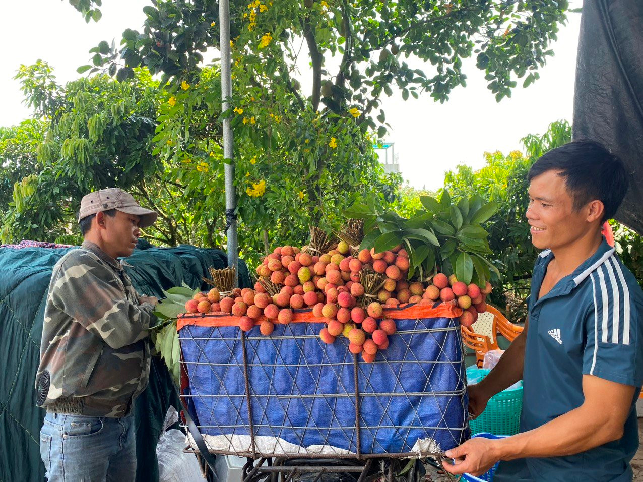 Vải thiều sớm Thanh Hà có nhiều mức giá