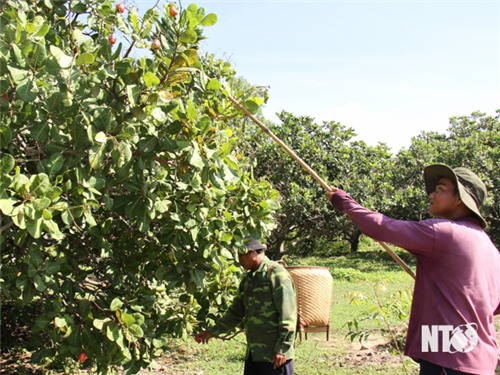 Agricultores de Bac Ai en la temporada de cosecha de anacardos