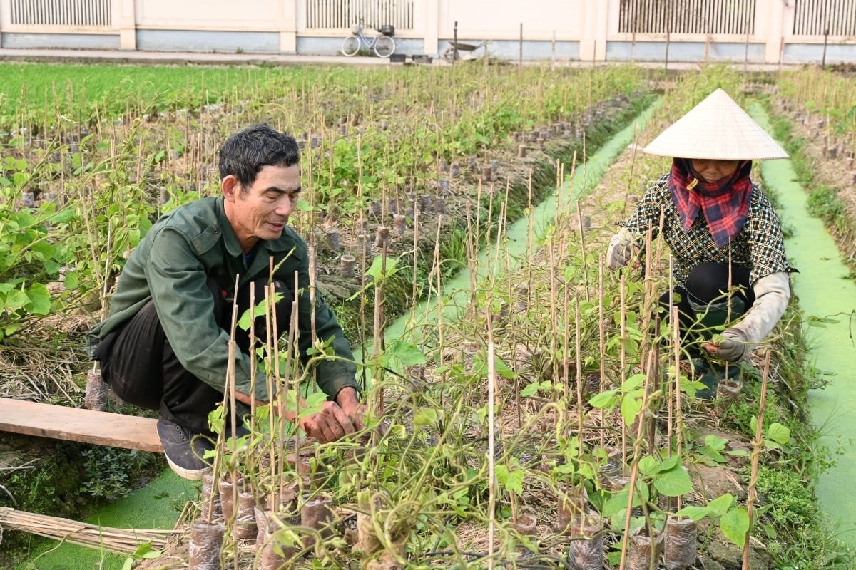 Kinh Mon cassava sprouts reach far