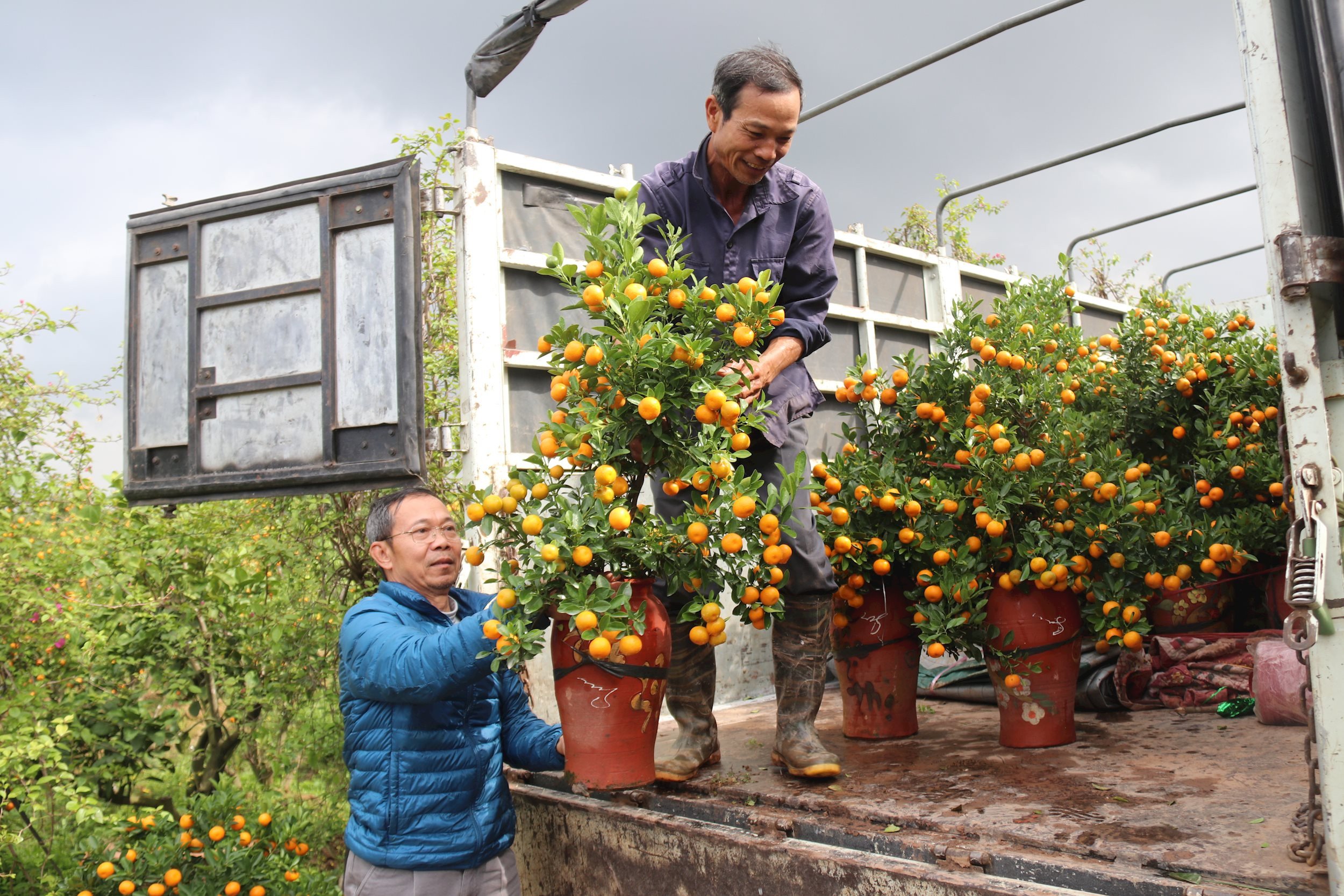 Antes del Tet, un agricultor de Thanh Ha ganó casi 500 millones de dongs gracias al cultivo de árboles de kumquat.