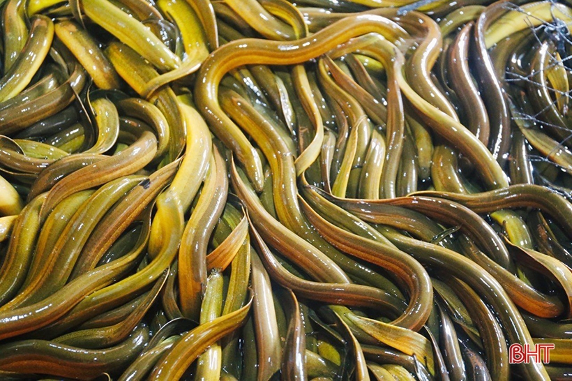 Earn hundreds of millions of dong each year from raising mud-free eels