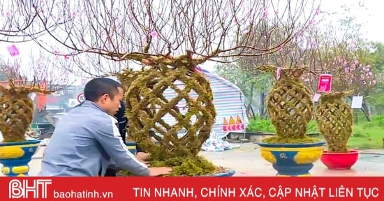 Un vase unique en forme de fleur de pêcher recouvert de mousse apparaît pour la première fois à Ha Tinh