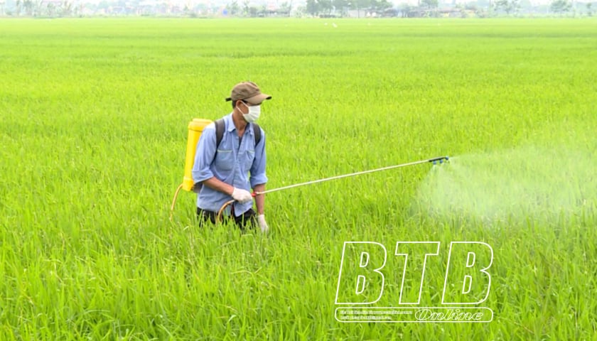 63,276 hectares of winter-spring rice were sprayed with pesticides