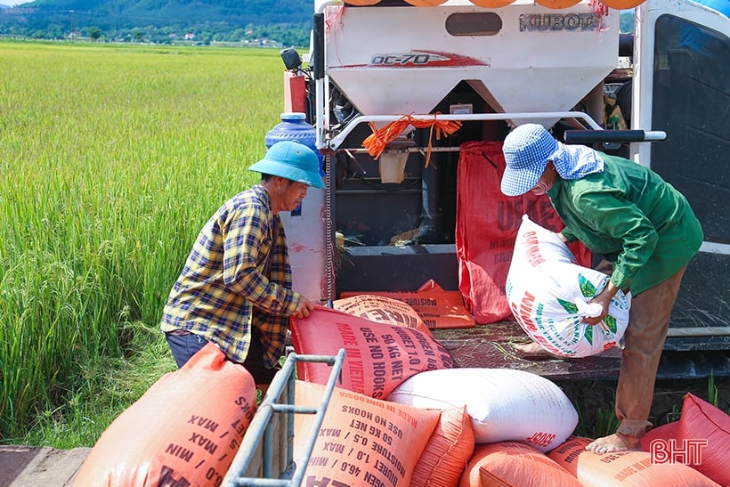 Nông dân Hà Tĩnh phấn khởi xuống đồng thu hoạch lúa hè thu