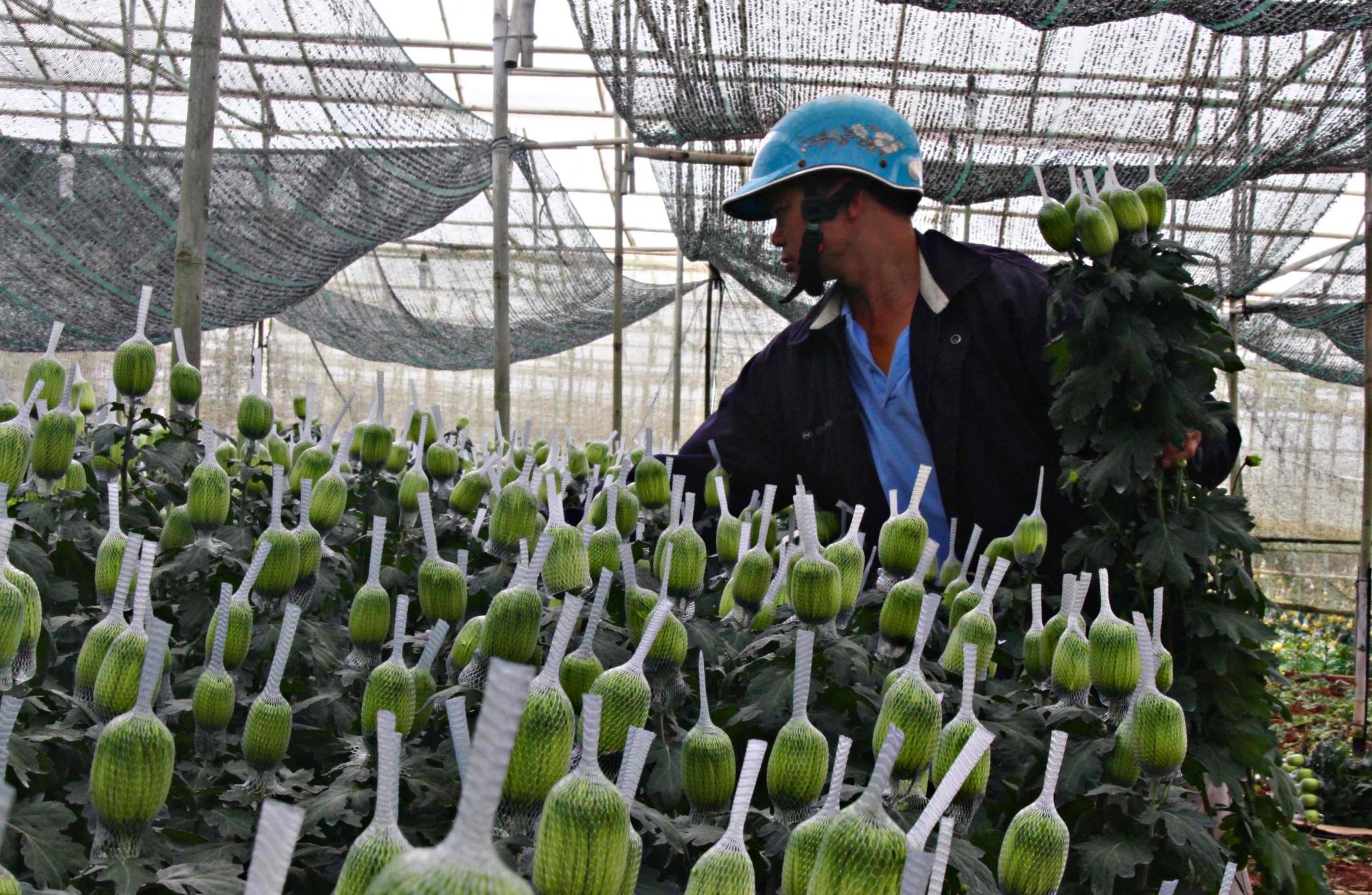 春節市場向けの様々な種類の菊の価格が急落し、花卉生産者は不安を感じている。