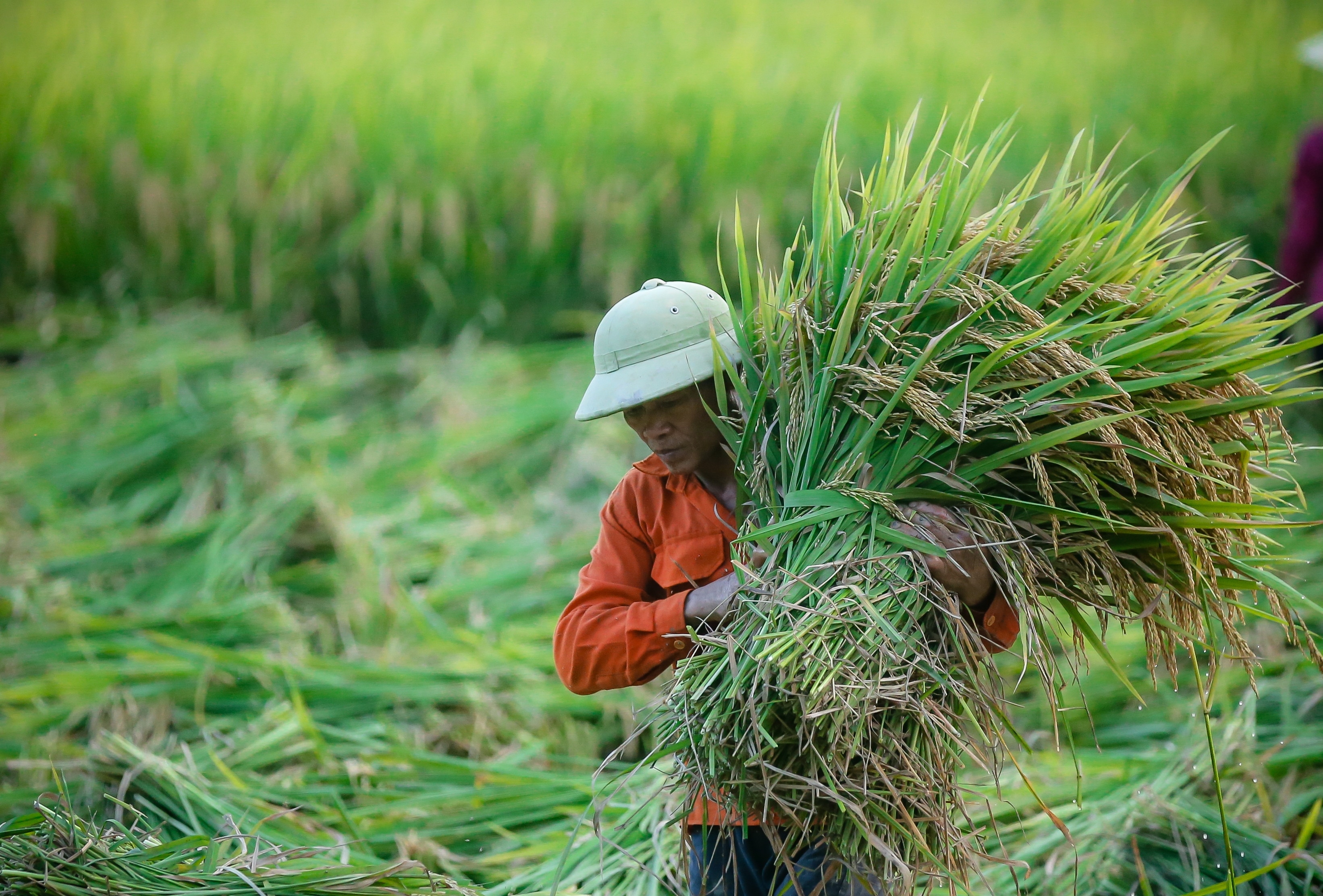 Reisanbau reduziert Emissionen, Landwirte im Mekongdelta erhalten bald Emissionsgutschriften