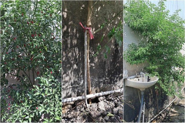 Árbol de chile de 2,5 m de altura con frutos rojos brillantes y maduros en Long An provoca fiebre en redes sociales (foto 1)